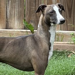 Italian Greyhounds from Stone Desert Italian Greyhounds