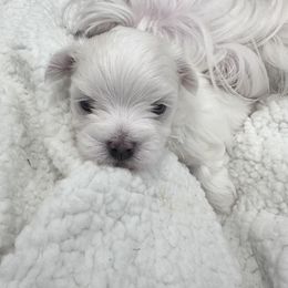 Maltese Puppies from AKC Maltese California