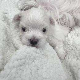 Maltese Puppies from AKC Maltese California