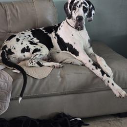 Verspoce - Great Dane
