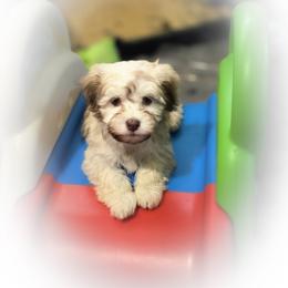 Boy - Fawn sable male Havanese puppy in Medina, Ohio from Momma's Minis