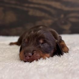 Ellie May - Chocolate and tan female Dachshund puppy in Dothan, Alabama from Little House Pups