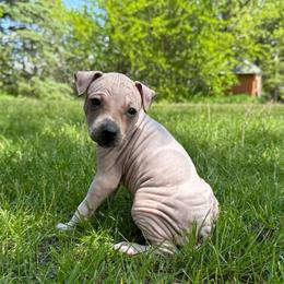 Angus - White and red male American Hairless Terrier puppy in Buckingham, Illinois from Gaus Hof