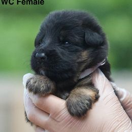 Black and red male - Black and red male German Shepherd puppy in Twin Lake, Michigan from VanBlargan German Shepherds