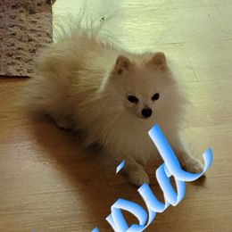 Cupid - Pomeranian