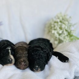 Bernedoodle and Labradoodle Puppies from Royal Doodles