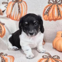 Benji black and cream piebald 3000 - Piebald male Dachshund puppy in Denton, Georgia from Pleasantdachs Minis