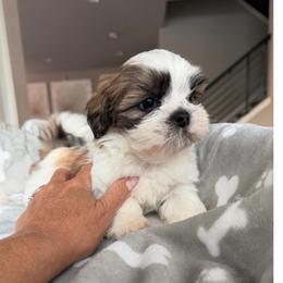 Romeo - Black gold and white male Shih Tzu puppy in Kent, Washington from Exclusively Shih Tzu's LLC