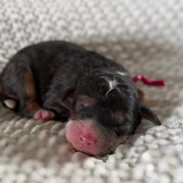 Female No.1 Merle Tri - Tri-color female Bernedoodle puppy in Modesto, California from Central Valley Canine Companions