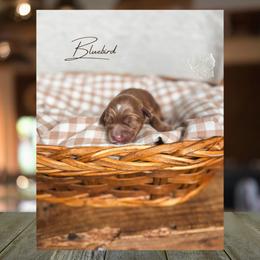 Bluebird - Red  female Goldendoodle puppy in New Harmony, Indiana from Cottonwood Farms