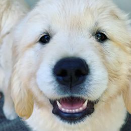 Golden Retriever Puppies from Big Rock Goldens