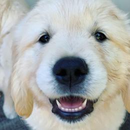 Golden Retriever Puppies from Big Rock Goldens