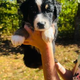 Reba - Black tri-color female Australian Shepherd puppy in Mckenzie, Tennessee from Whispering Iris Aussies