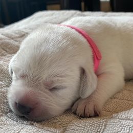Hot Pink - Yellow female Labrador Retriever puppy in Houston, Texas from Alpha English Labs