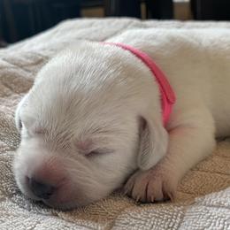 Hot Pink - Yellow female Labrador Retriever puppy in Houston, Texas from Alpha English Labs