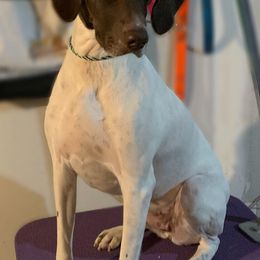 German Shorthaired Pointers from Farmbrook