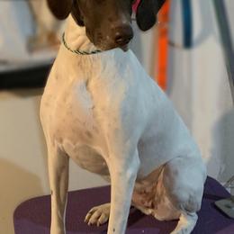 German Shorthaired Pointers from Farmbrook