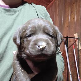 Chocolate Girl 4 - Chocolate female Labrador Retriever puppy in Andrews, South Carolina from Leyland Cypress Retrievers