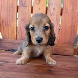 Shaded Red Dapple Female - Dapple female Dachshund puppy in Santa Rosa, California from Signature Mini Dachshunds