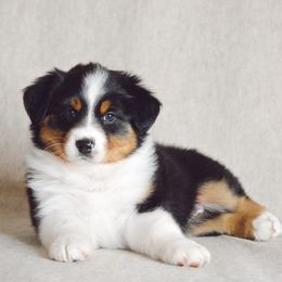 Juniper - Black tri-color female Australian Shepherd puppy in Aberdeen, North Carolina from Huckleberry Hill Aussies LLC.