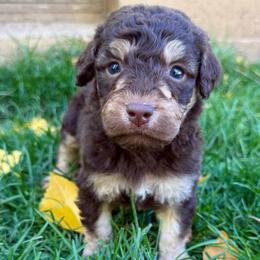 Amos - Red tri-color male Aussiedoodle puppy in Heber City, Utah from Junipersdoodles