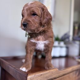 Tex - Red  male Goldendoodle puppy in Annandale, New Jersey from KN Mini Goldendoodles