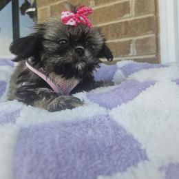 Lulubell - Brindle female Shih Tzu puppy in Vernon, Texas from Fru Fru's Shih Tzus
