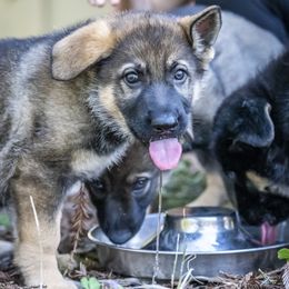 German Shepherd Puppies from Agrestal German Shepherds