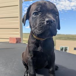 Yellow collar: Clover - Black female Cane Corso puppy in Franktown, Colorado from Earth and Ship Cane Corso