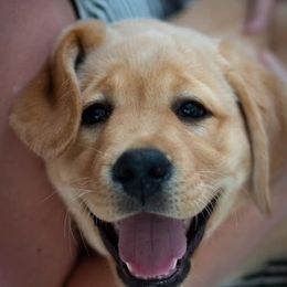 Labrador Retrievers from Ardleckna Labradors