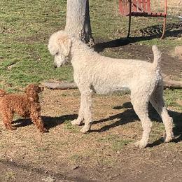 Zayla - Poodle