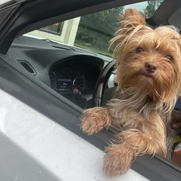 Lelo - Yorkshire Terrier