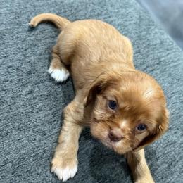 Duchess - Chocolate female Cavalier King Charles Spaniel puppy in Laurel, Mississippi from Malu Lani Cavaliers