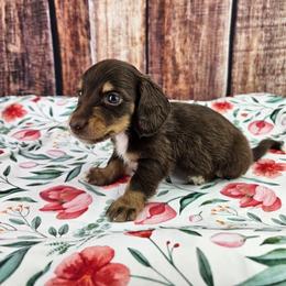 Apollo - Chocolate and tan male Dachshund puppy in Malad City, Idaho from Mountain Sage Dachshunds