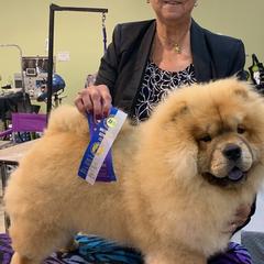 Chow Chow from Mary's Chows