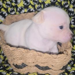 Ms. Freeze (3250) - White female Chihuahua puppy in Tomball, Texas from Katie's Krew