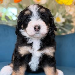 Gigi - Tri-color female Bernedoodle puppy in Yuciapa, California from AlltheDoodlez_