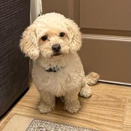 Chloe - Apricot female Poodle puppy in Pueblo West, Colorado from Little Paws Poodles
