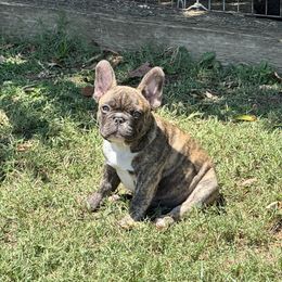 Oakley - Brindle and white male French Bulldog puppy in Glendora, California from Luvafrenchbulldog