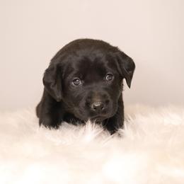 Labrador Retriever Puppies from AGL Retrievers