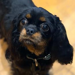 Ellie - Cavalier King Charles Spaniel
