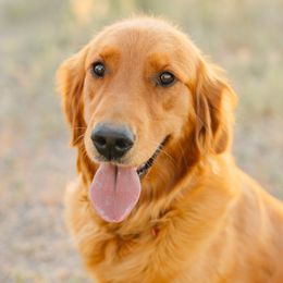 Raleigh - Golden Retriever