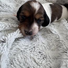 Roo - Piebald female Dachshund puppy in Vancouver, Washington from Cascade Minis