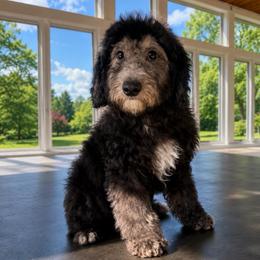 Wine - Black and white male Sheepadoodle puppy in North Royalton, Ohio from Johnson's Doodles