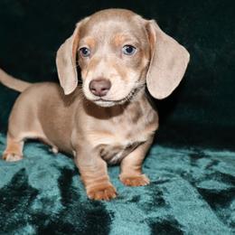 Isabella 1 - Fawn (isabella) and tan male Dachshund puppy in Coldwater, Mississippi from Mississippi Shorties Miniature Dachshunds