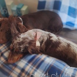 Dachshunds from Short Stuff Doxies