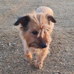 Willow - Yorkshire Terrier