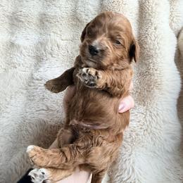 Timber - Red male Cavapoo puppy in Grants Pass, Oregon from Climate City Cavapoos