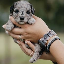 Dill - Blue merle male Aussiedoodle puppy in Lake City, Florida from North Florida Poodles and Doodles