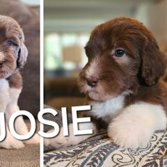 Josie - Saint Berdoodle puppy from Doodles by Starlight